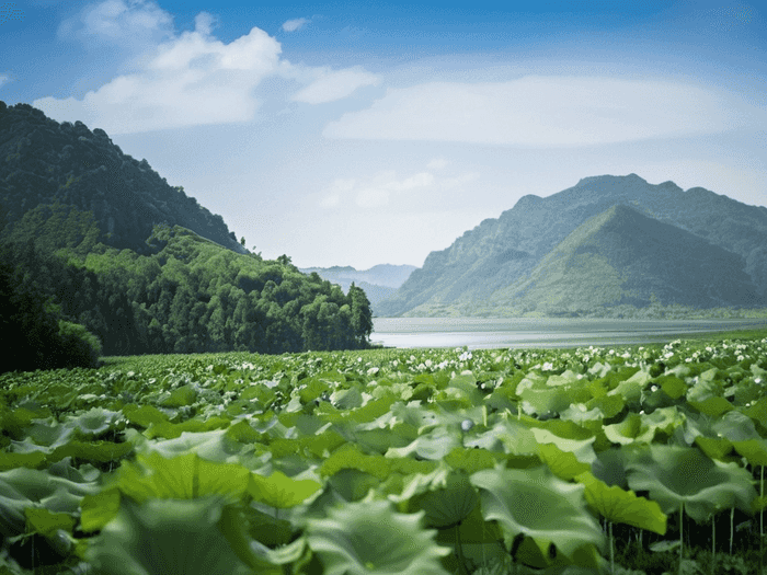 怎样报名村官