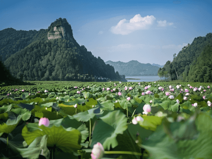 大家是怎样评价邦德大学