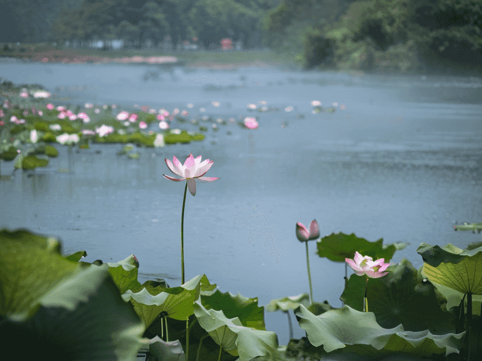 怎么算村官