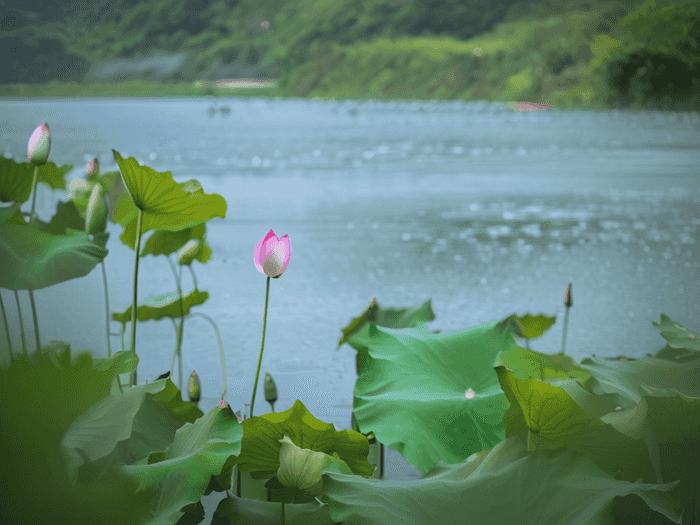 村官怎样从政