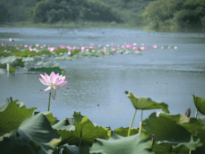 河南选调生怎么学