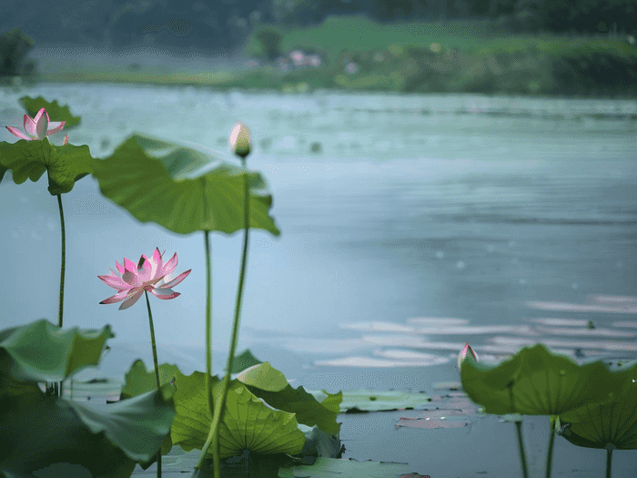 留学阳光海岸大学优势大吗